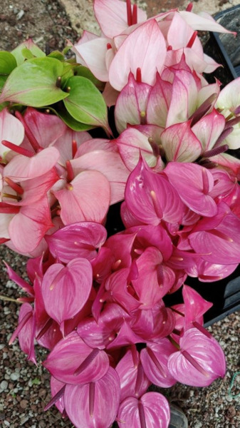 Anthurium SuperMini x150 tallos (2)