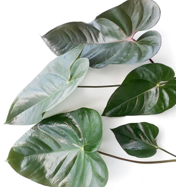 Hoja verde grande